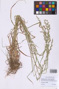 Плевел многоцветковый Lam., Восточная Европа, Московская область и Москва (E4a) (Россия)