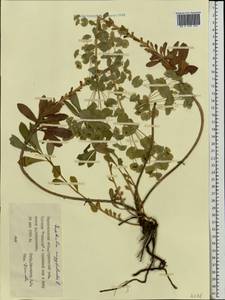 Молочай миндалевидный L., Восточная Европа, Южно-Украинский район (E12) (Украина)