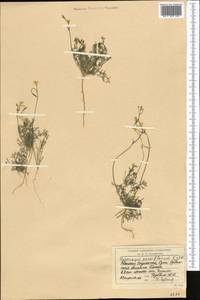 Гипекоум мелкоцветковый Kar. & Kir., Средняя Азия и Казахстан, Сырдарьинские пустыни и Кызылкумы (M7) (Казахстан)