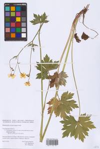 Ranunculus acris subsp. acris, Восточная Европа, Западный район (E3) (Россия)