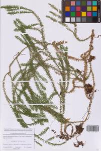 Spinulum annotinum subsp. annotinum, Восточная Европа, Московская область и Москва (E4a) (Россия)