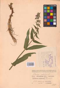 MHA 0 154 942, Чистец болотный L., Восточная Европа, Нижневолжский район (E9) (Россия)