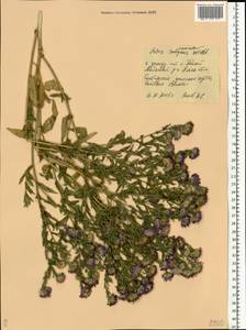 Symphyotrichum ×versicolor (Willd.) G. L. Nesom, Восточная Европа, Средневолжский район (E8) (Россия)