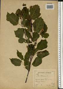 Клен татарский, Черноклен L., Восточная Европа, Центральный лесостепной район (E6) (Россия)