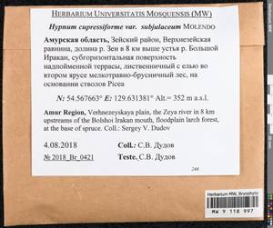 Hypnum cupressiforme Hedw., Гербарий мохообразных, Мхи - Дальний Восток (без Чукотки и Камчатки) (B20) (Россия)