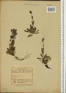 Silene uralensis subsp. apetala (L.) Bocquet, Восточная Европа, Северный район (E1) (Россия)