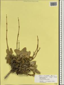 Phlomis brachyodon (Boiss.) Zohary ex Rech.f., Зарубежная Азия (ASIA) (Израиль)