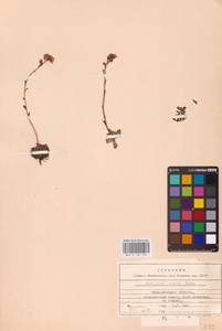 Saxifraga paniculata subsp. paniculata, Восточная Европа, Западно-Украинский район (E13) (Украина)