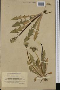 Taraxacum canaliculatum H. Lindb., Западная Европа (EUR) (Швеция)