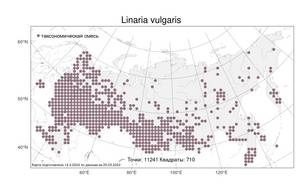 Linaria vulgaris, Льнянка обыкновенная Mill., Атлас флоры России (FLORUS) (Россия)