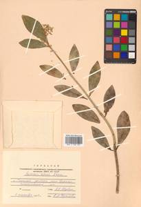 Скиммия промежуточная Komatsu, Сибирь, Дальний Восток (S6) (Россия)