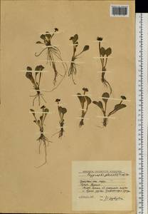 Oxygraphis kamchatica (DC.) R. R. Stewart, Сибирь, Чукотка и Камчатка (S7) (Россия)