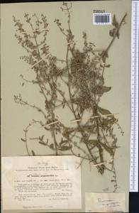 Salvia karelinii J.B.Walker, Средняя Азия и Казахстан, Западный Тянь-Шань и Каратау (M3) (Таджикистан)