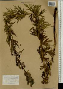Aconitum variegatum subsp. nasutum (Fischer ex Rchb.) Götz, Кавказ, Армения (K5) (Армения)