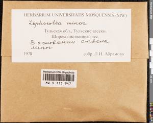 Lophocolea minor Nees, Гербарий мохообразных, Мхи - Центральное Нечерноземье (B6) (Россия)