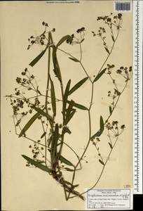 Bupleurum ramosissimum var. wightii (P. K. Mukh.) Bennet, Зарубежная Азия (ASIA) (Индия)