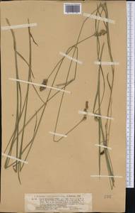 Carex straminea Willd. ex Schkuhr, Америка (AMER) (Германия)