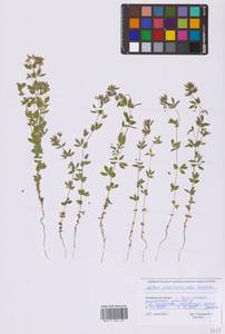 Лядвенец узкий L., Восточная Европа, Восточный район (E10) (Россия)