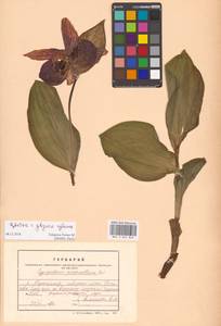 Венерин башмачок крупноцветковый Sw., Сибирь, Дальний Восток (S6) (Россия)
