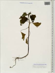 Xanthium orientale var. albinum (Widd.) Adema & M. T. Jansen, Кавказ, Черноморское побережье (от Новороссийска до Адлера) (K3) (Россия)