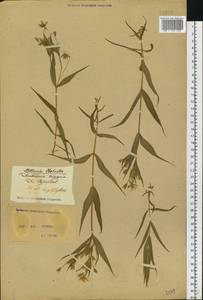 Rabelera holostea (L.) M. T. Sharples & E. A. Tripp, Восточная Европа, Северо-Украинский район (E11) (Украина)