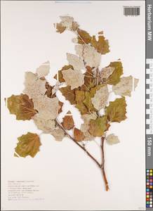 Populus × canescens (Aiton) Sm., Кавказ, Черноморское побережье (от Новороссийска до Адлера) (K3) (Россия)