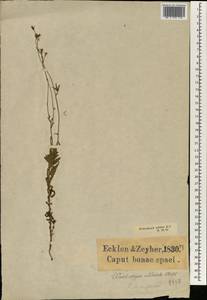 Wahlenbergia undulata (L.f.) A.DC., Африка (AFR) (ЮАР)