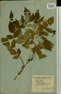 Малина обыкновенная L., Восточная Европа, Московская область и Москва (E4a) (Россия)