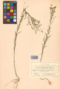 Лен стеллеровидный Planch., Сибирь, Дальний Восток (S6) (Россия)