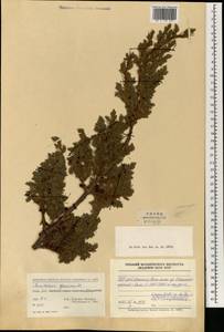 Juniperus squamata Buch.-Ham. ex D. Don, Зарубежная Азия (ASIA) (КНР)