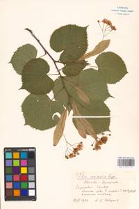 Tilia dasystyla subsp. multiflora (Ledeb.) Pigott, Восточная Европа, Московская область и Москва (E4a) (Россия)