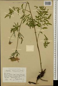 Псефеллюс закавказский Sosn., Кавказ, Южная Осетия (K4b) (Южная Осетия)