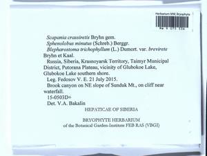 Scapania crassiretis Bryhn, Гербарий мохообразных, Мхи - Красноярский край, Тыва и Хакасия (B17) (Россия)