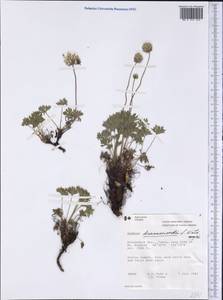 Anemone drummondii S.Watson, Америка (AMER) (Канада)