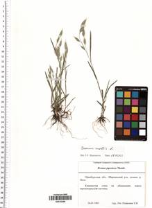 Bromus hordeaceus subsp. hordeaceus, Восточная Европа, Восточный район (E10) (Россия)