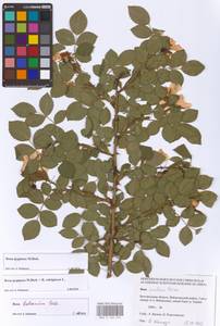 Шиповник бальзамический Besser, Восточная Европа, Центральный лесостепной район (E6) (Россия)