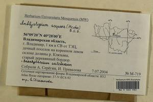 Amblystegium serpens (Hedw.) Schimp., Гербарий мохообразных, Мхи - Центральное Нечерноземье (B6) (Россия)