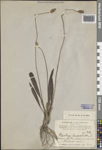 Подорожник ланцетный, Подорожник ланцетолистный L., Средняя Азия и Казахстан, Сырдарьинские пустыни и Кызылкумы (M7) (Таджикистан)