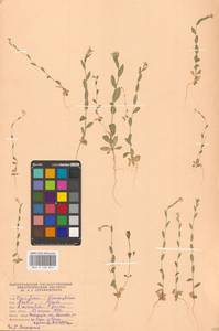 Резуха ушастая Lam., Восточная Европа, Нижневолжский район (E9) (Россия)