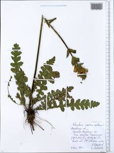 Мытник скипетровидный L., Восточная Европа, Московская область и Москва (E4a) (Россия)