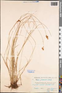 Осока ранняя Schreb., Восточная Европа, Северо-Украинский район (E11) (Украина)