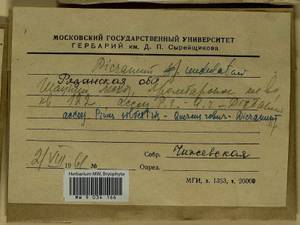 Dicranum polysetum Sw., Гербарий мохообразных, Мхи - Центральное Нечерноземье (B6) (Россия)