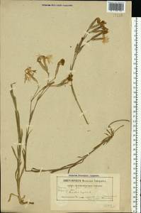 Гвоздика пышная L., Восточная Европа, Белоруссия (E3a) (Белоруссия)