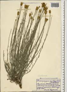 Psephellus amblyolepis (Ledeb.) Wagenitz, Кавказ, Армения (K5) (Армения)