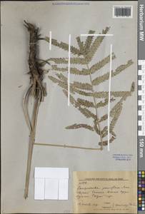 Poterium tenuifolium var. album (Trautv. & C.A.Mey.) J.H.Xue, Chepinoga & K.P.Ma, Сибирь, Дальний Восток (S6) (Россия)