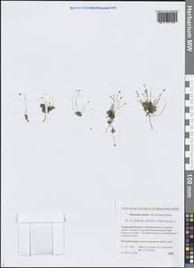 Минуарция красноватая (Wahlenb.) Dillenb. & Kadereit, Сибирь, Дальний Восток (S6) (Россия)