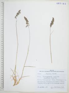 Вейник лапландский (Wahlenb.) Hartm., Сибирь, Дальний Восток (S6) (Россия)