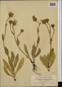 Hieracium pamphilii Arv.-Touv., Западная Европа (EUR) (Франция)