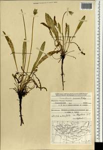 Одуванчик китайский Kitag., Монголия (MONG) (Монголия)