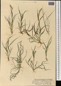 Щетинник зеленый (L.) P.Beauv., Монголия (MONG) (Монголия)